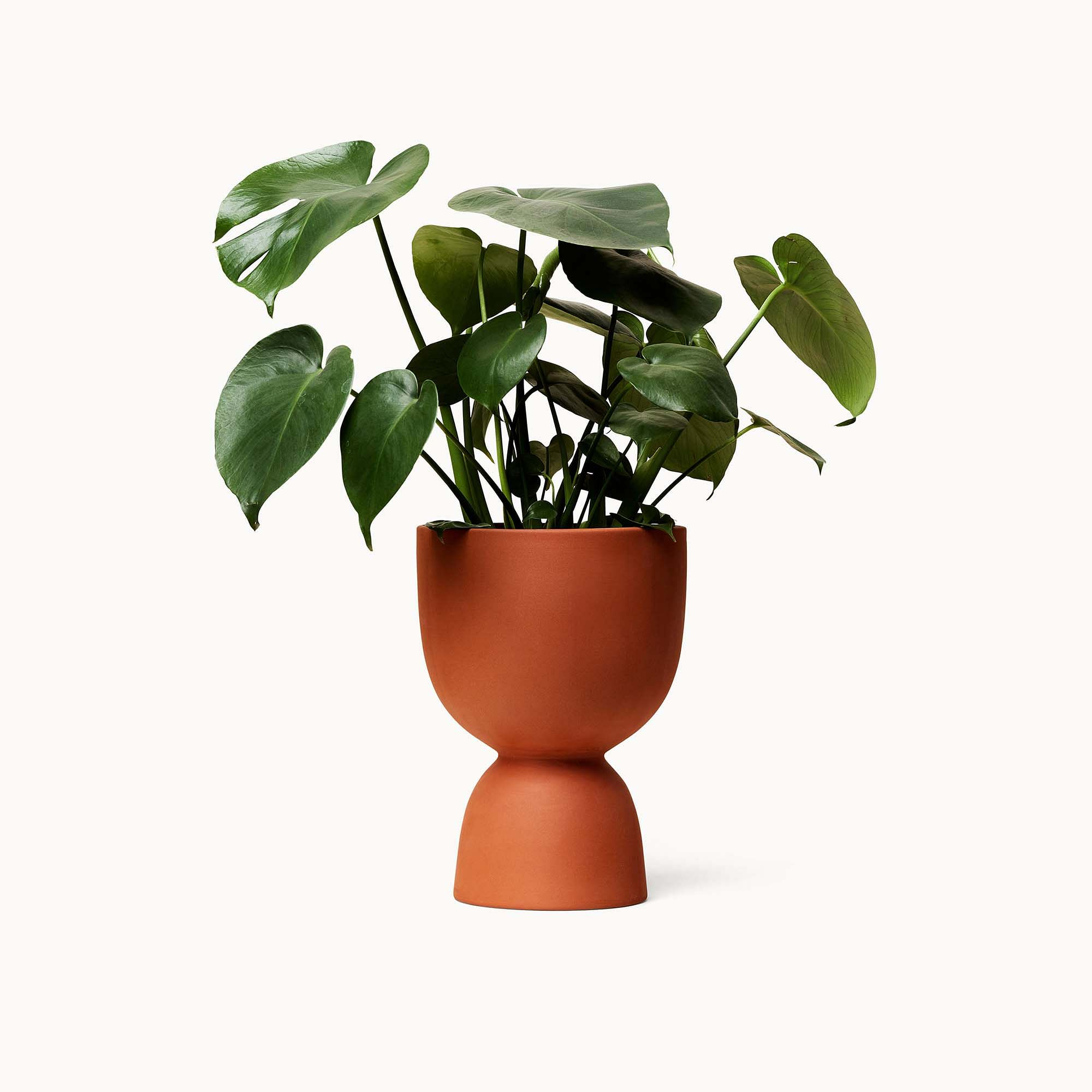 homedecor_plants